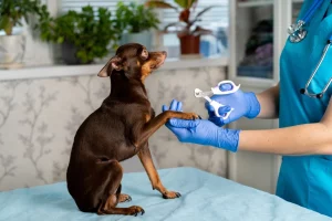 how to calm a pet for nail trimming